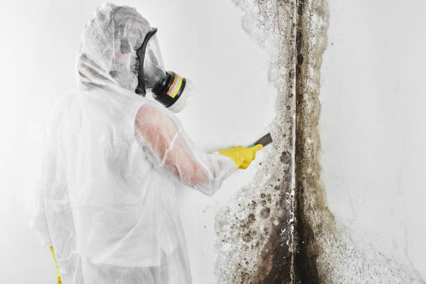 Best Professional Mold Removal  in Quakertown, PA