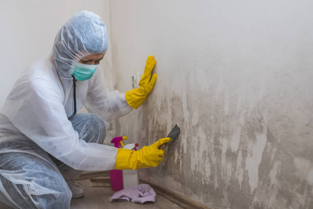 Best Mold Cleaning Services  in Quakertown, PA