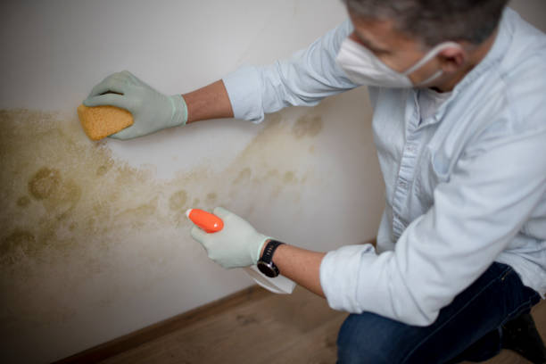 Best Residential Mold Removal  in Quakertown, PA