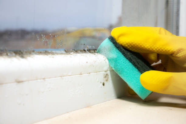 Best Certified Mold Removal  in Quakertown, PA