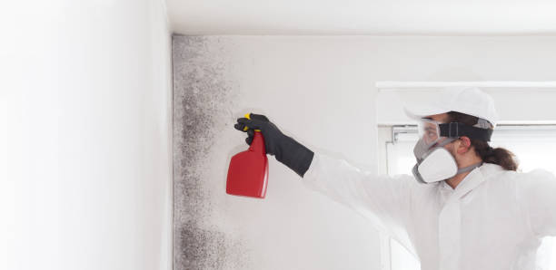Best Black Mold Removal  in Quakertown, PA
