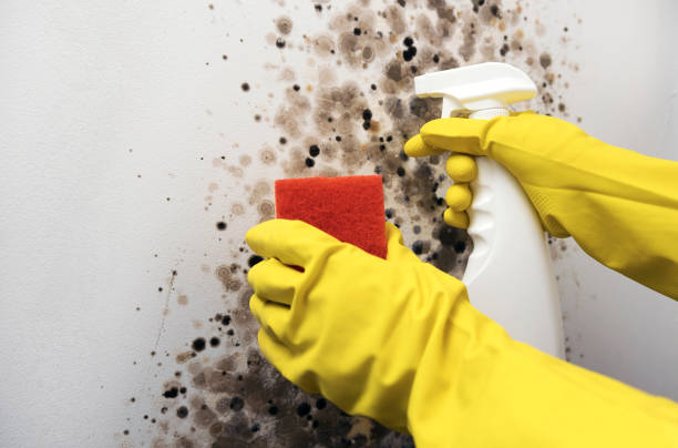 Mold Testing and Removal in Quakertown, PA