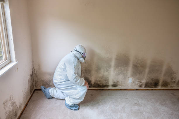 Best Commercial Mold Removal  in Quakertown, PA