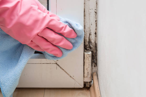 Best Best Mold Removal Companies  in Quakertown, PA