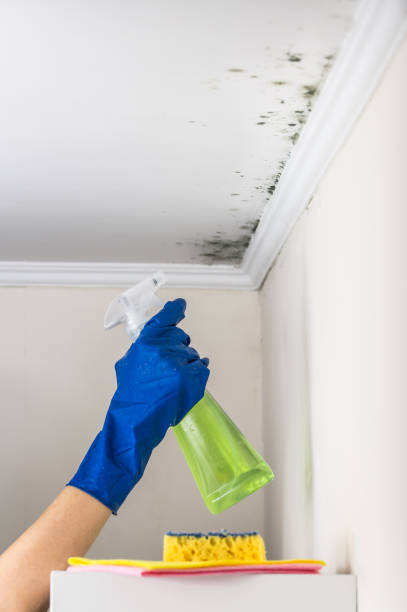 Best Fast Mold Removal  in Quakertown, PA